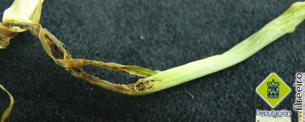 Detalle de daños de gusanos de alambre en planta de maiz.jpg